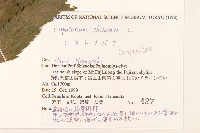 華澤蘭藏品圖，第2張