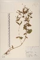 登錄號:S144395藏品圖，第1張