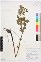 登錄號:S144396藏品圖，第1張