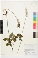 昇麻藏品圖，第1張