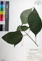 臺灣玉葉金花藏品圖，第1張