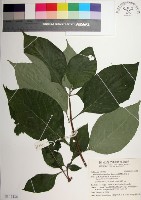 臺灣玉葉金花藏品圖，第1張