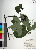 臺灣玉葉金花藏品圖，第1張