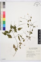 威靈仙藏品圖，第1張