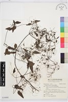 威靈仙藏品圖，第1張