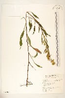 一枝黃花藏品圖，第1張