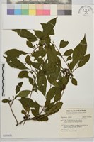 畢祿山鼠李藏品圖，第1張
