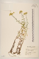 秋鼠麴草藏品圖，第1張