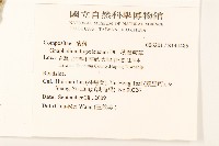 秋鼠麴草藏品圖，第2張