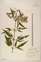 臺灣澤蘭藏品圖，第1張