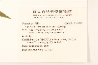 臺灣澤蘭藏品圖，第2張