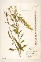 一枝黃花藏品圖，第1張