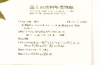 一枝黃花藏品圖，第2張