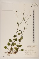 矮菊藏品圖，第1張