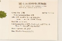 矮菊藏品圖，第2張