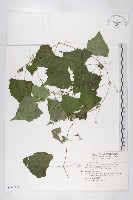 黑果馬交兒藏品圖，第1張