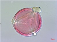 阿里山清風藤藏品圖，第1張