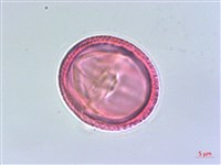 阿里山清風藤藏品圖，第2張