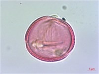 阿里山清風藤藏品圖，第3張