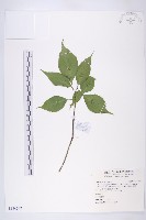 臺灣青莢葉藏品圖，第1張