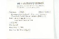 臺灣青莢葉藏品圖，第2張