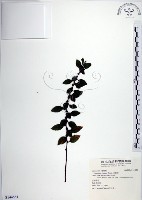 水雞油藏品圖，第1張