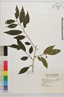 畢祿山鼠李藏品圖，第1張