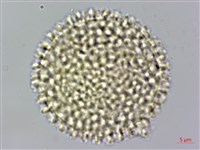 臺灣瑞香藏品圖，第3張