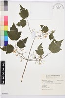 串鼻龍藏品圖，第1張