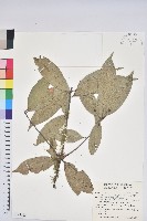 毽子櫟藏品圖，第1張