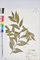 烏來柯、楒、淋漓藏品圖，第1張