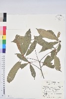 赤皮、赤皮椆藏品圖，第1張