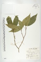 薯豆藏品圖，第1張