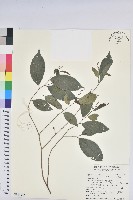 密花五月茶藏品圖，第1張