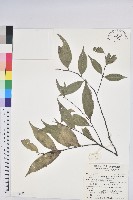 長尾尖葉櫧藏品圖，第1張