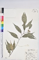 長尾尖葉櫧藏品圖，第1張