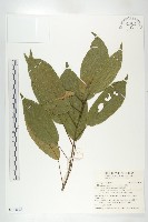 薯豆藏品圖，第1張