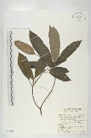 奧氏虎皮楠藏品圖，第1張