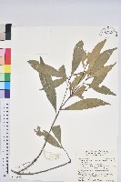 三斗石櫟藏品圖，第1張