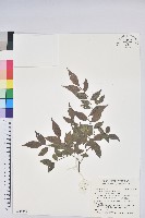 米飯花藏品圖，第1張