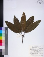 山枇杷、臺灣枇杷藏品圖，第1張