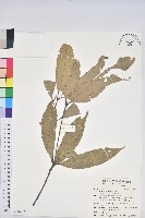 短尾葉石櫟、嶺南柯`東南石櫟藏品圖，第1張