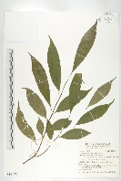 山紅柿藏品圖，第3張