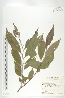 山紅柿藏品圖，第3張