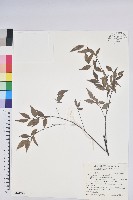 米飯花藏品圖，第1張