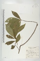 杜英、山杜英、蘭嶼杜英藏品圖，第1張