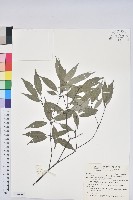 錐果櫟藏品圖，第1張