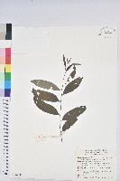 裡白饅頭果藏品圖，第1張