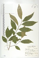 山紅柿藏品圖，第1張