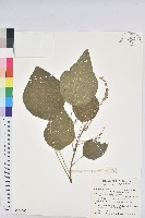野桐藏品圖，第1張